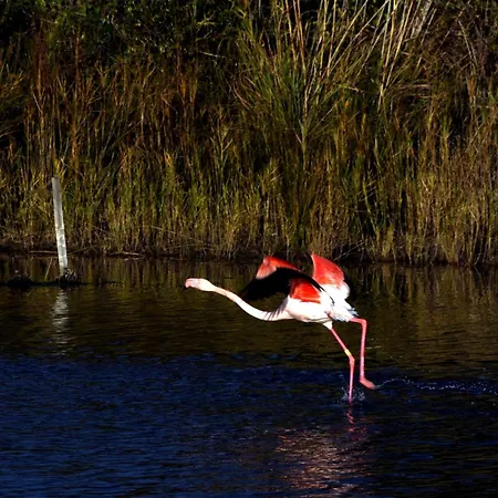 Coco 3 A Little Bit Of Happiness! דירה *